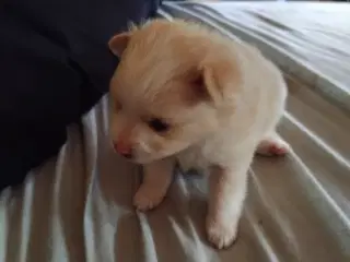 Ægte pomeranian hvalpe 3 stk