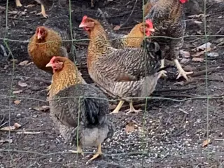 Rugeæg af Bielefelder 