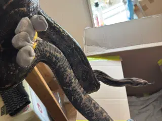 Costa Rica Boa, Han + terrarie . Gives gratis væk 