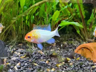 Sommerfuglecichlider (Mikrogeophagus ramirezi) 