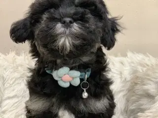 Små fine Maltipoo babyer er rejseklar nu .