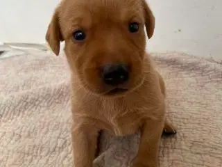 Labrador - Fox farvede