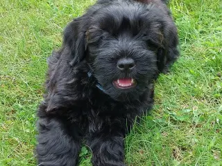 Bichon Havaneser 