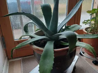 Agave med potte
