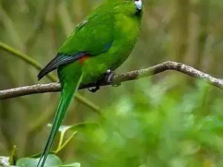 Naturfarvet springparakit