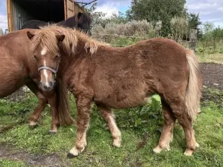  Shetlænder 1 års hoppe super afstamning rødt pas