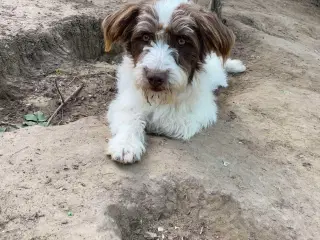 Lagotto mix