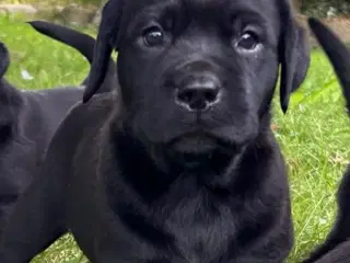 Labrador hvalpe