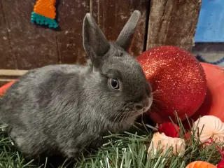 Hun kanin mulighed for tilbage levering 