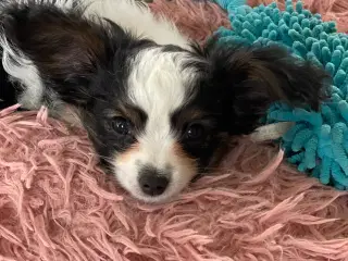 Papillon hvalpe