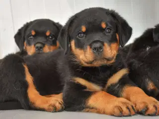 Søger ægte rottweiler hvalp (brugstype)