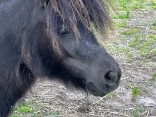 Mini shetlænder hoppe med rødt pas 