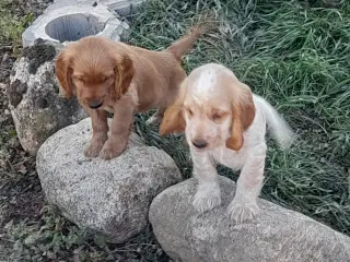 engelsk cocker spaniel