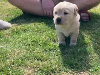 Blandings Hvalpe 3/4 labrador 1/4 chow chow