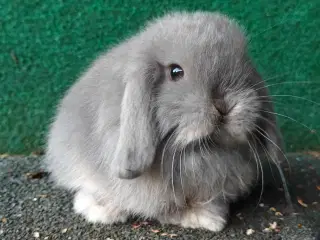 Minilop
