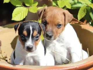 Parson Jack Russell terrier hvalpe