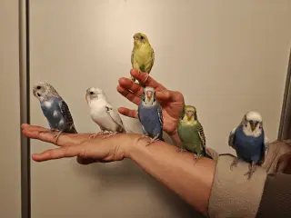 Undulater 4 stk., håndtamme