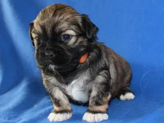 Lhasa Apso hvalpe