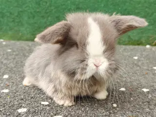 Minilop