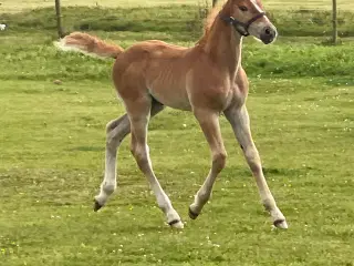 Super lækker og charmerende føl (kan afdrages)