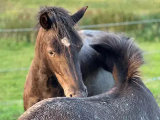 Knapstrupper pony