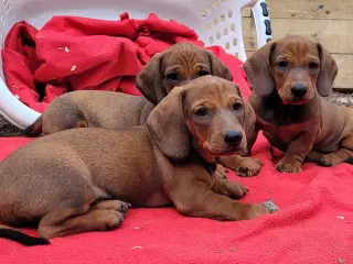 Standard korthåret gravhundehvalpe 