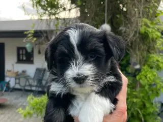 Dejlige Bichon Havanais hvalpe