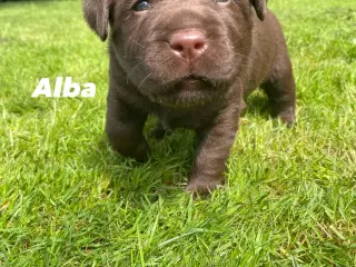 Lækre brune Labrador hvalpe