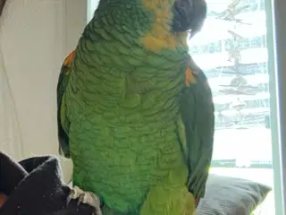 Blåpandet papegøje 🦜 