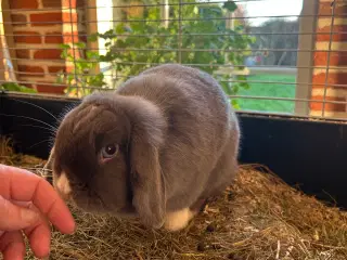 Mini lop