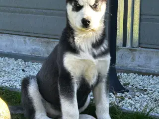 2 flotte husky piger