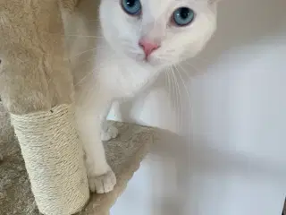 Kat