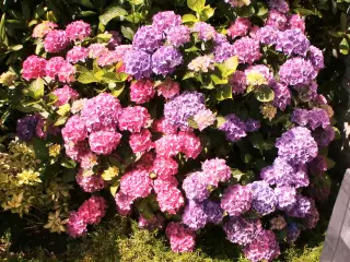 Stor Hortensia busk