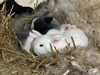 🐰 Dværgvædder Kaninunger til salg 🐰  
