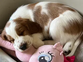 Welsh springer spaniel 
