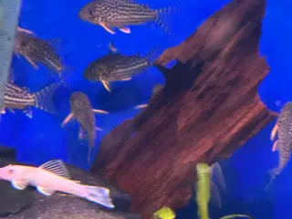 Corydoras sterbai