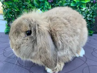 Lionlop han kanin 8 mån 