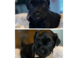 Bichon Havanais kuld