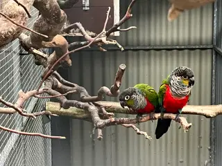 Rødbrystet Conure 