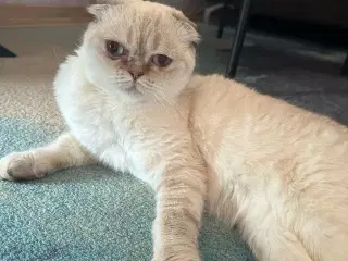Scottish fold lynx point 