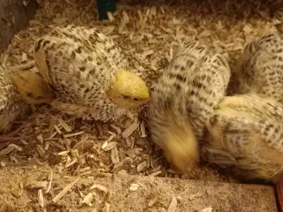 Jumbo vagtler kyllinger