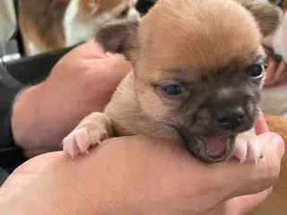 Chihuahua tæve korthåret 