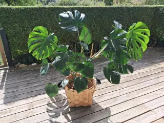 Stueplante - Monstera 130 cm