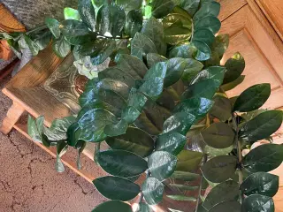Kæmpe stor Lykkebregne, Zamioculcas zamiifolia