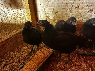 4 varmefri dværg australorps