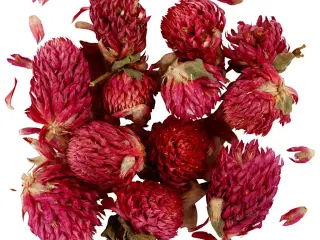 Tørrede Blomster, Rødkløver, L: 1,5-2,5 cm, diam. 1 - 1,5 cm, 15 g, lilla, 1 pk.