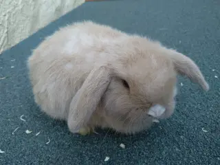 Mini Lop UK, raceren 