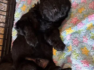 Skønne små puddelblandinger💗