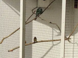Blå gedeparakitter