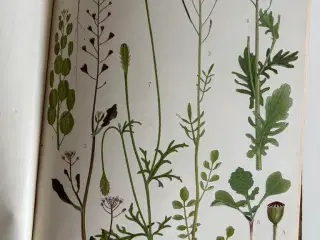 Vilde Planter